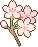 cherry